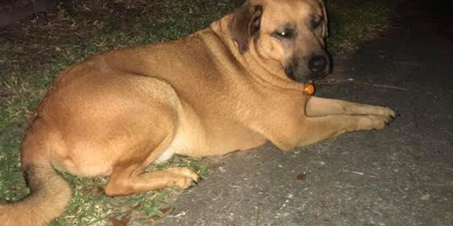 One South Carolina dog, pictured, is being praised as a hero for waking his owner, a veteran of the Vietnam War, as flames engulfed their home early on Monday morning.