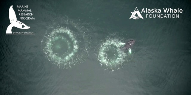 Without a rod or a net, humpback whales go to extraordinary lengths to catch fish - by using the bubbles from their blowholes. A team of researchers from the University of Hawaii captured this spectacular footage of humpbacks whales using a technique called bubble-net fishing in the waters near Alaska. (Credit: SWNS)