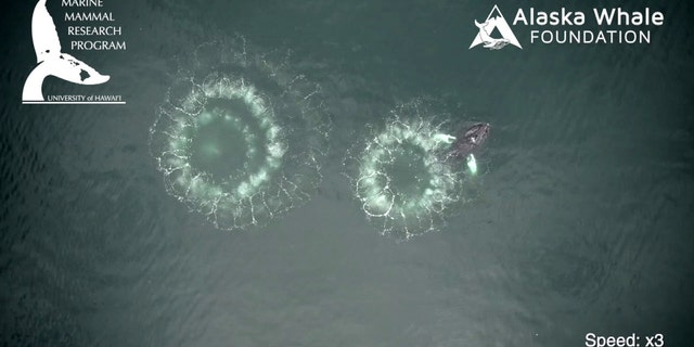 Bubble-net feeding is when a group of whales near the ocean surface rounds up fish or krill inside a circle of bubbles they’ve created by exhaling from their blowholes. (Credit: SWNS)