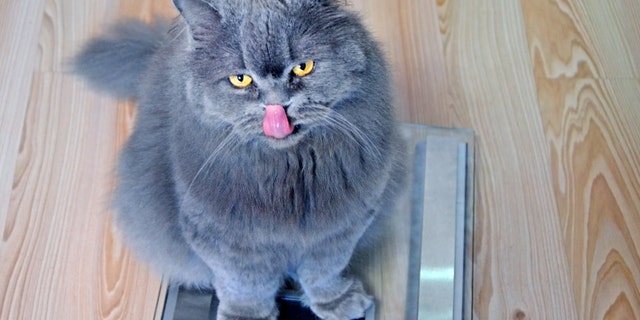A stock image of a gray cat sitting on a scale -- and not looking too happy about it.