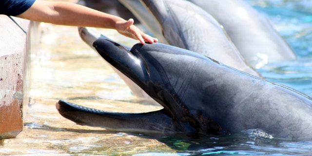 TripAdvisor had previously launched its Animal Welfare Policy in 2016, when it first stopped selling tickets for specific experiences where tourists came into contact with captive wild animals. In 2018, the site stopped selling tickets to shows and performances that forced captive wild animals to perform.