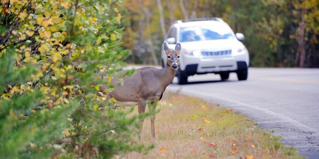 The Department of Fish and Wildlife have until 2022 to develop a salvage permitting process to set terms and conditions for drivers taking home the roadkill.