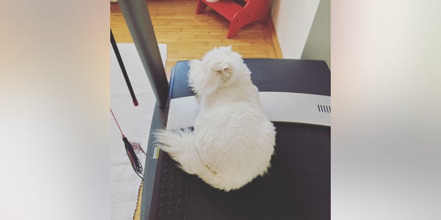 A cat (not pictured) was videoed boycotting her underwater treadmill workout.