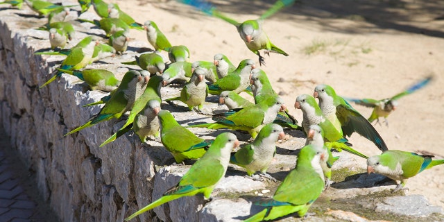 Monk parakeets largely have overrun the Spanish capital, posing several risks to the environment and public health.