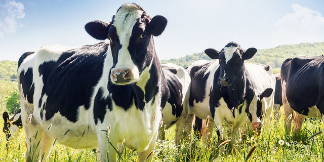 Cows are the top dairy animal in the U.S. Other dairy animals include goats, sheep and buffalo.