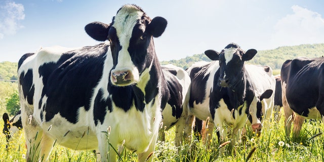 Close-up of cows. "When you cuddle with a cow," said one farmer, "your brain releases Oxytocin, and it just makes you feel a heavy sense of bond and love with the cow."