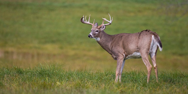 Michigan hunter sprayed brother's stands with deer repellent, officials ...