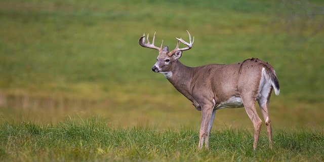 The man confessed to tampering and harassment. He was also found to have been illegally hunting using bait.