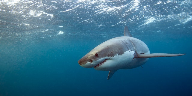Great white sharks can have upwards of 3,000 serrated, blade-like teeth that can each grow to 6 inches long.