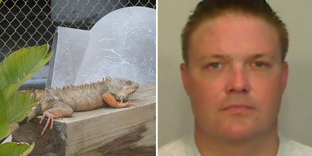Westlake Legal Group iguana-gibson Florida inmate charged with feeding pet iguanas to alligator at sheriff's zoo Stephen Sorace fox-news/us/us-regions/southeast/florida fox-news/us/crime fox-news/science/wild-nature/reptiles fox-news/odd-news fox news fnc/us fnc ec2a1322-dcf3-531a-8997-e9627d34f5b4 article