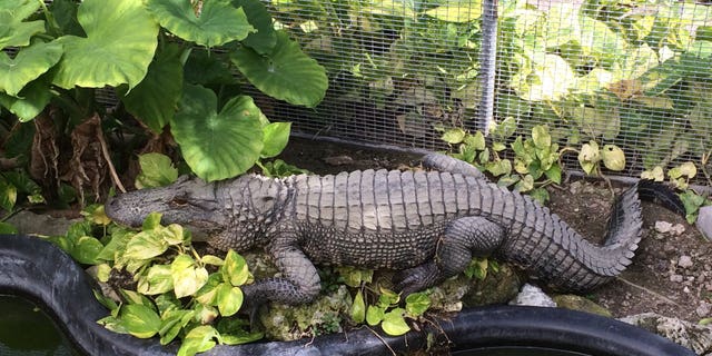 Westlake Legal Group irwin-the-alligator-Monroe-County-Sheriffs-Office-Animal-Farm Florida inmate charged with feeding pet iguanas to alligator at sheriff's zoo Stephen Sorace fox-news/us/us-regions/southeast/florida fox-news/us/crime fox-news/science/wild-nature/reptiles fox-news/odd-news fox news fnc/us fnc ec2a1322-dcf3-531a-8997-e9627d34f5b4 article