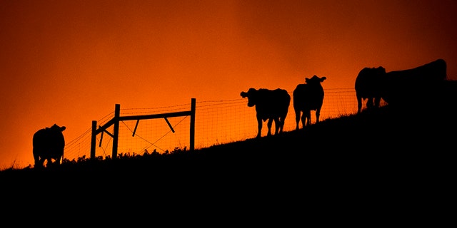 Cows stand on a ridge as the Kincade Fire approaches in unincorporated Sonoma County, Calif., on Thursday. (AP)