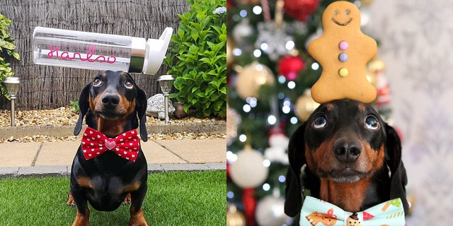 The dog also recently won Northern Ireland's Social Media Personality of the Year – beat several humans for the prize.