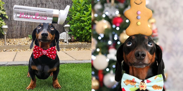 The dog also recently won Northern Ireland's Social Media Personality of the Year – beat several humans for the prize.