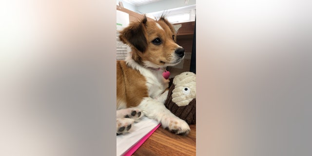 “When we first brought her home, she was a playful biter. Her original name, Honey, didn’t fit her at all,” the dog's new owner said. “To me, Honey is sweet and she is not.”