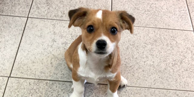 Today, DeFreitas proudly describes her pet as “amazing” and voiced her thanks that the pup had made such an incredible recovery.