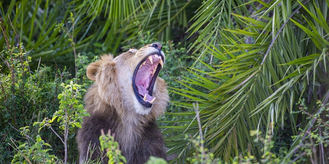 A lion lets out a huge roar after photographer Gren Sowerby gets a little too close.  A photographer who got a little too close to a lion got the "shock of his life" when it let out a huge roar- and flashed him a cheeky smile (Credit: SWNS)