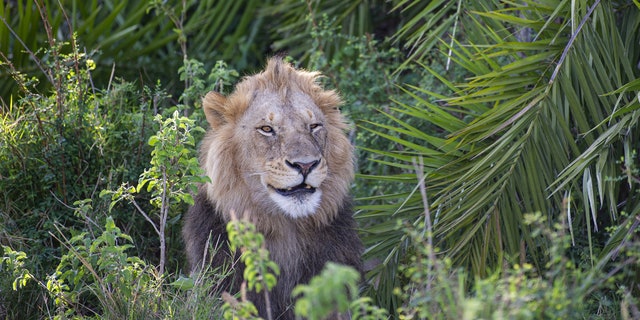 lion-roar-2.jpg