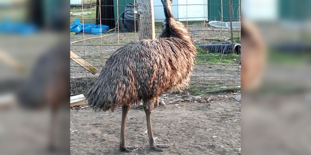 Deputies in Benton County, Minn., said the emu in this photo has been reported missing by its owner, prompting a search by law enforcement.