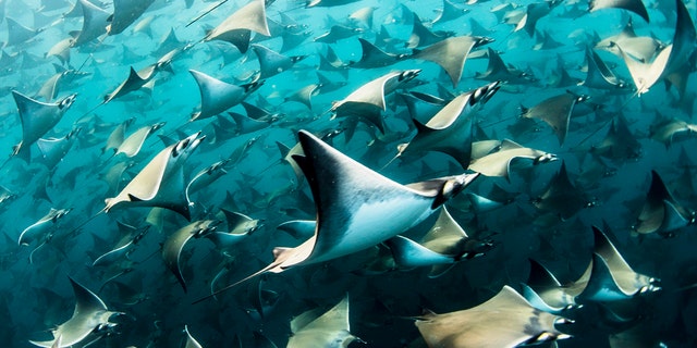 The remarkable sight was captured by ocean photographer Nadia Aly, 35, from Mountain View, California, who spent four hours with the estimated 10,000 rays in the Baja of Mexico, in the northwest of the country. (Credit: SWNS)