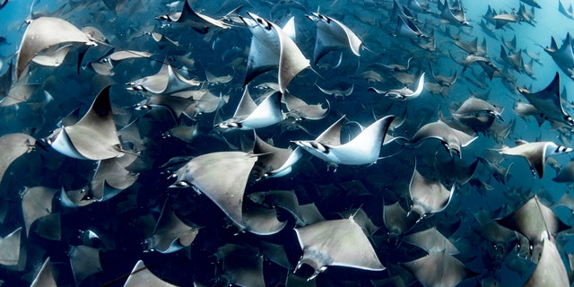 It’s rare to see so many rays in such perfect visibility and the encounter saw the creatures at varying depths, ranging from the surface, down to 100 feet. (Credit: SWNS)