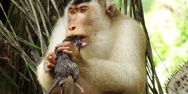 Greedy killer monkeys found eating large rats in Malaysia, leav image image
