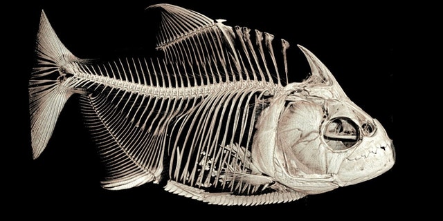 1 / 1A CT-scanned image of the piranha Serrasalmus medinai. Note the ingested fish fins in its stomach. (University of Washington)
