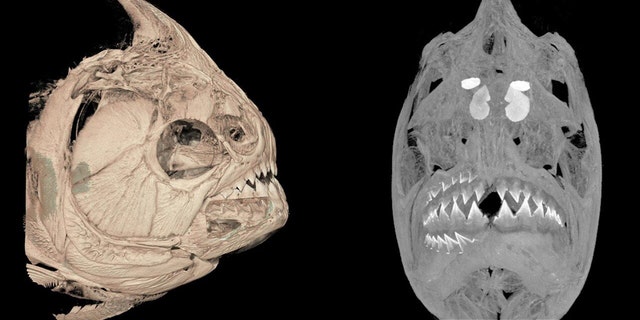 A CT-scanned image of the piranha Serrasalmus medinai. Note the ingested fish fins in its stomach. Credit: University of Washington