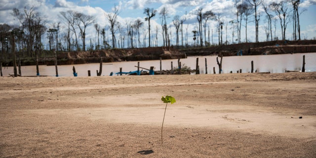 A tree planted by police during "Operation Mercury" stands amid jungle destroyed by illegal miners, near a makeshift airstrip at the Balata police and military base in Peru's Tambopata province on March 28, 2019. Scientists working for CINCIA _ a Peru-based nongovernmental group _ planted more than six-thousand saplings of various species native to this part of the Amazon, including the iconic shihuahuaco trees, in one of these uncanny clearings. They are testing which biofertilizers work best to replenish the soil. (AP Photo/Rodrigo Abd)