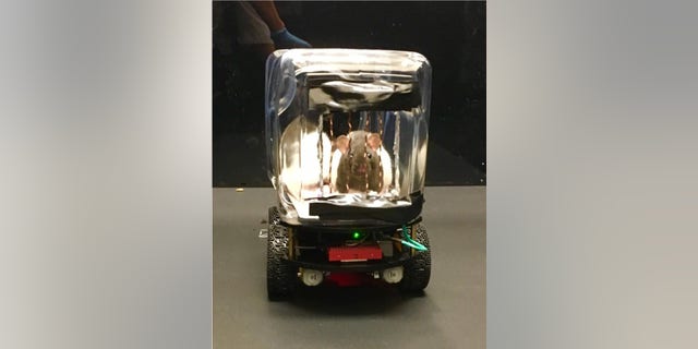 A picture of a rat inside a small car, courtesy of the University of Richmond.