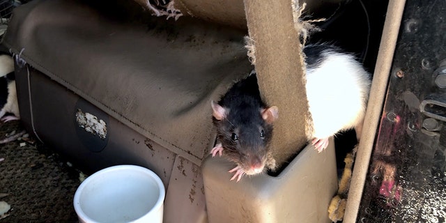 Rats can have a lot of babies quite easily as a healthy litter usually consists of 10 to 12 rats, and they multiple quickly thanks to a four-week gestation period.