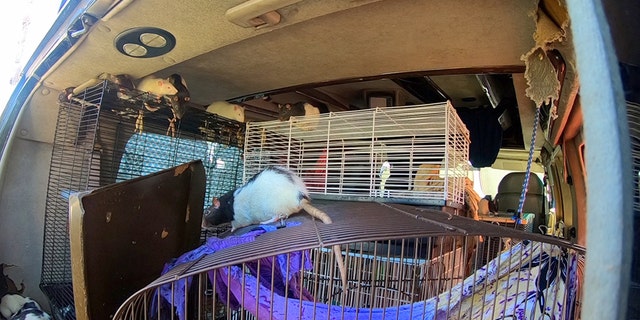 More than 300 rats were found living inside a van with their owner in California.