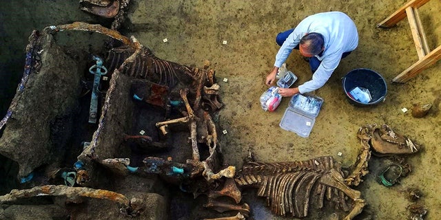 The remains found near the city of Vinkovci in Croatia; These images show the incredible discovery of a Roman chariot complete with the fossilized remains of horses that archaeologists have found as part of a burial ritual for “extremely wealthy families”. (Credit: CEN)