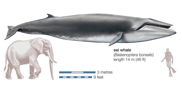 Sei Whale (Balaenoptera Borealis). (Photo By Encyclopaedia Britannica/UIG Via Getty Images)