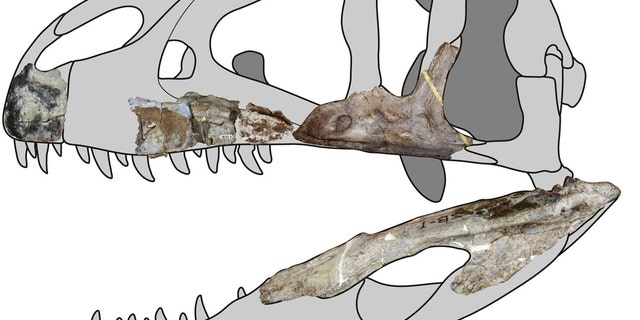 Siamraptor skull reconstruction. (Credit: Chokchaloemwong et al., 2019)