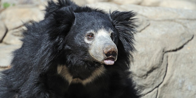 ナマケモノの熊 - file photo. (iStock)