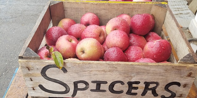 The 180 bushels of apples stripped off 5 acres' worth of trees, are worth an estimated $14,400 and require an entire year to be grown.