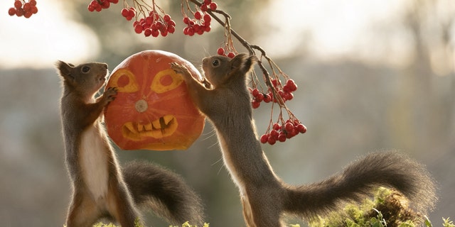 Award-winning wildlife photographer Geert Weggen (corr) befriended the red squirrels in a woodland and is well known for his photo series. (Credit: SWNS)