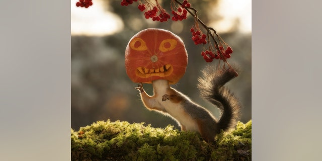 A photographer has snapped squirrels playing with pumpkins for Halloween. (Credit: SWNS)