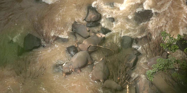 The carcasses of five elephants were discovered near the body of a three-year-old calf on Saturday, officials said.