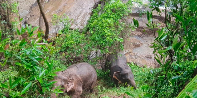 Two elephants were discovered stuck on the edge of the Haew Narok Waterfall. (Department of National Parks via AP)