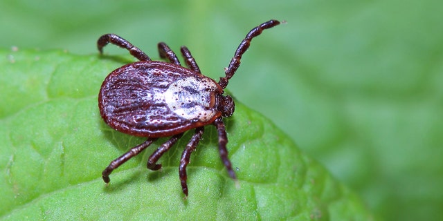At least one case of TBE occurred in the UK earlier this year, officials said.