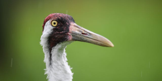 An adult whooping crane at the USGS Patuxent Wildlife Research Center in Maryland in 2017. (Photo by Salwan Georges/The Washington Post via Getty Images)