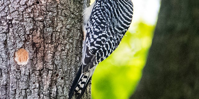 woodpecker-getty-images.jpg