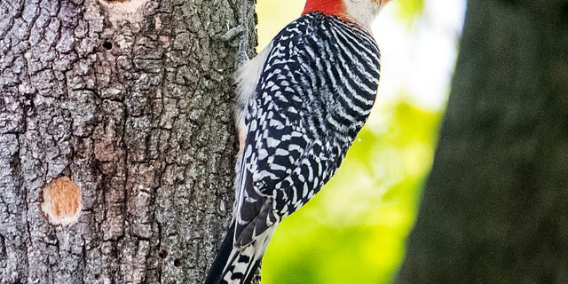 A red bellied woodpecker perches on a tree in a yard in Quincy, MA on May 7, 2019. (Photo by Matthew J. Lee/The Boston Globe via Getty Images)