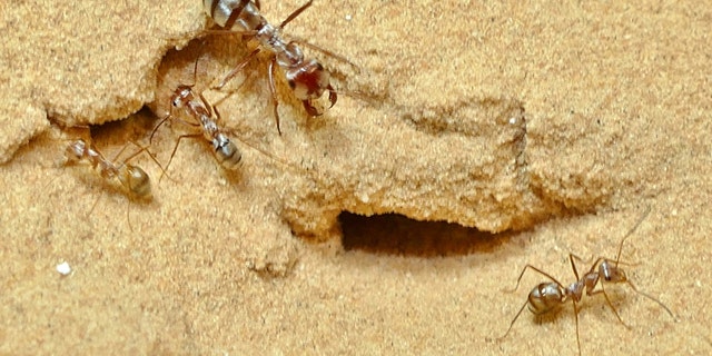 The fastest ant in the world has been unveiled by scientists. Named the Saharan silver, after its home, it can cover almost a yard - in a single second. That's 108 times its body length of a third of an inch. (Credit: SWNS)