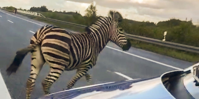 A zebra that ran away from a circus stands in front of a police car on the A20 motorway near Ticino, Germany on Wednesday.