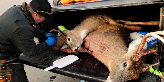 FILE - In this Nov. 17, 2012, file photo, Mike Zeckmeister, a biologist with the Wisconsin Department of Natural Resources, removes the lymph nodes from one of three deer in a hunter's pickup truck, in order to test them for chronic wasting disease, at a checkpoint in Shell Lake, Wis. "Zombie deer" may sound like something in a bad B-movie, but wildlife regulators say they're real and officials are working to keep them out of Nevada. (Scott Takushi/Pioneer Press via AP, File)