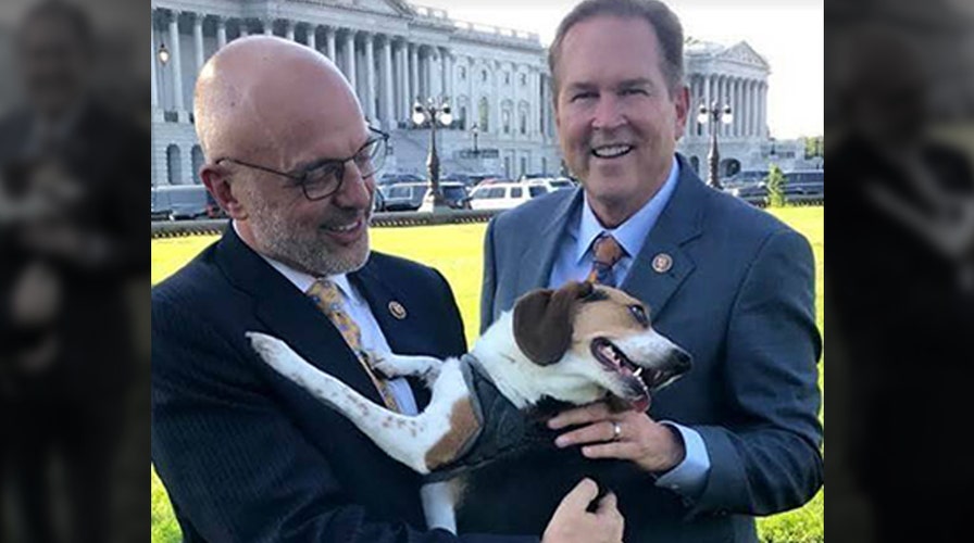 House passes bill to make animal cruelty a federal felony in 'major step to end  animal abuse' | Fox News