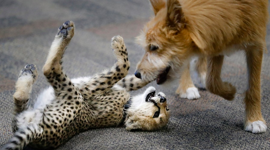 Baby cheetah, puppy play together in adorable video from Cincinnati Zoo |  Fox News